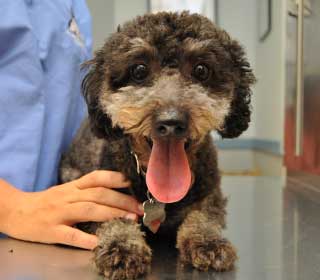 Canine Wellness in Baldwin Animal Hospital, NY