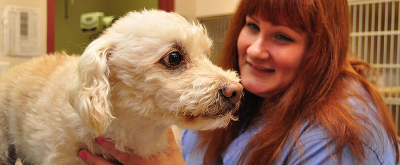 Canine Veterinarian in Baldwin NY