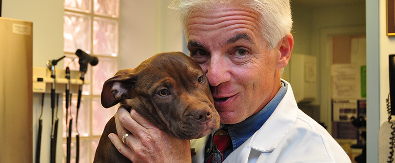 Puppy Veterinarian in Baldwin NY