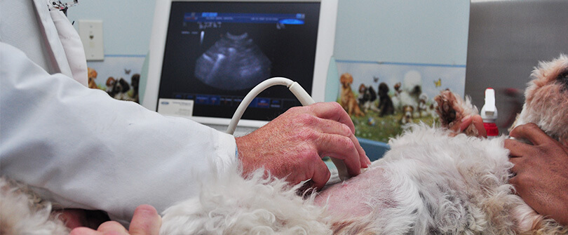 Pet Ultrasound in Baldwin NY